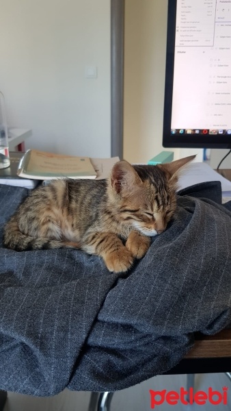 Tekir Kedi, Kedi  minişler fotoğrafı