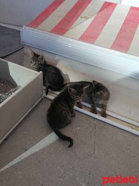 Tekir Kedi, Kedi  minişler fotoğrafı
