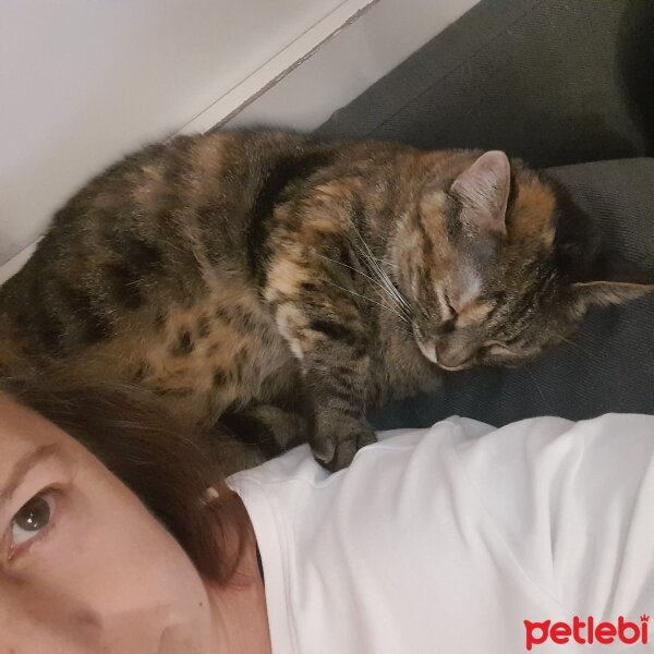 Tekir Kedi, Kedi  prenses fotoğrafı