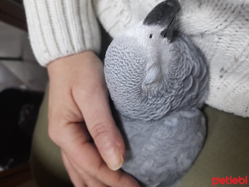 Papağan, Kuş  yakup fotoğrafı