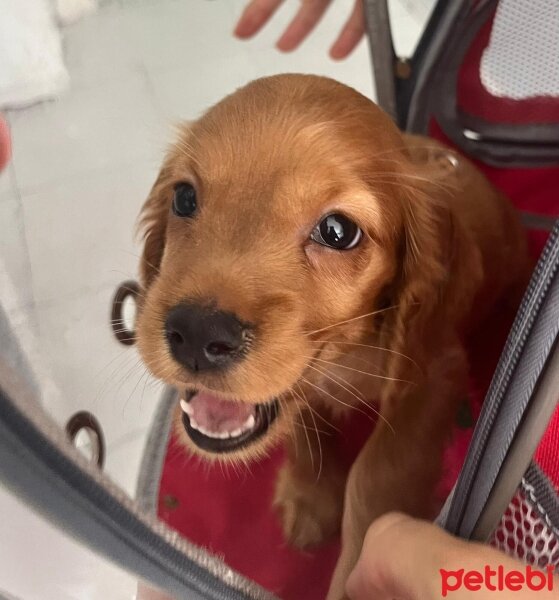 Amerikan Cocker Spaniel, Köpek  Stera fotoğrafı