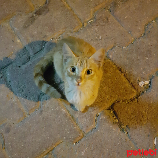 Burmese, Kedi  fıstık fotoğrafı