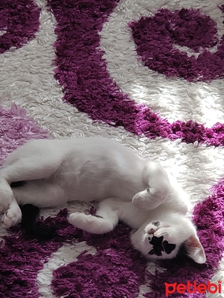 Tekir Kedi, Kedi  MELEK SAKIZ fotoğrafı