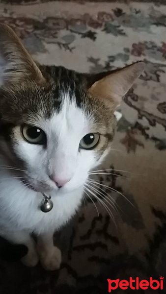 Tekir Kedi, Kedi  Joker fotoğrafı