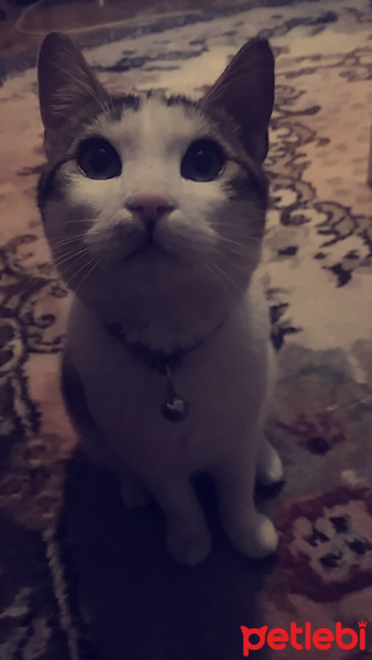 Tekir Kedi, Kedi  Joker fotoğrafı