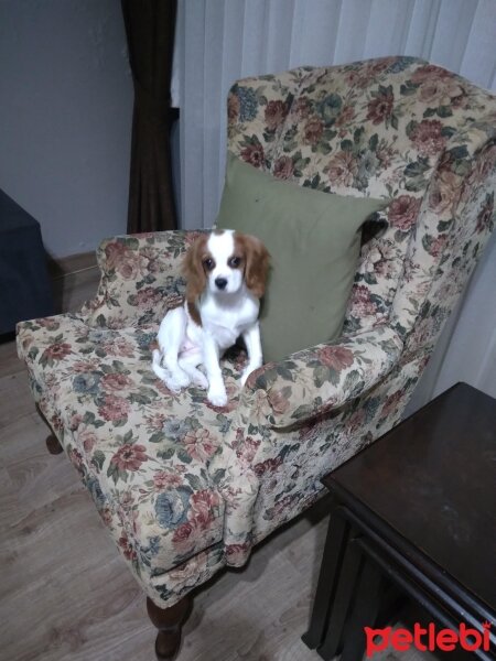 King Charles Spaniel, Köpek  Poppy fotoğrafı