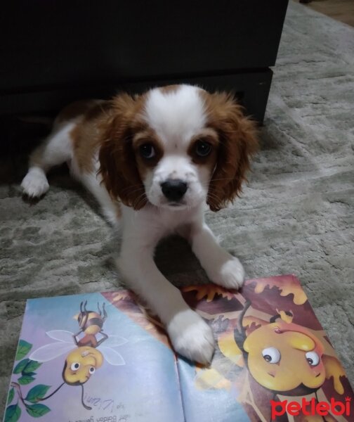 King Charles Spaniel, Köpek  Poppy fotoğrafı