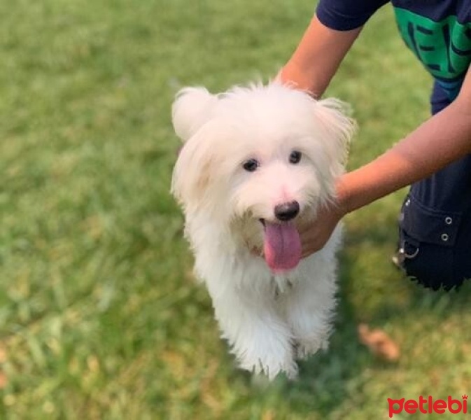 Maltese, Köpek  MİÇO fotoğrafı