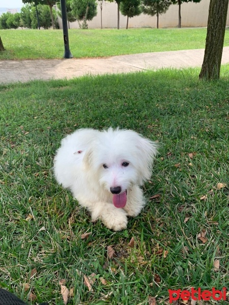 Maltese, Köpek  MİÇO fotoğrafı