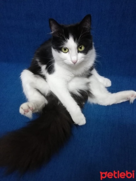 Tekir Kedi, Kedi  Gece fotoğrafı