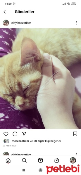 British Shorthair, Kedi  Tarçın Efendi fotoğrafı