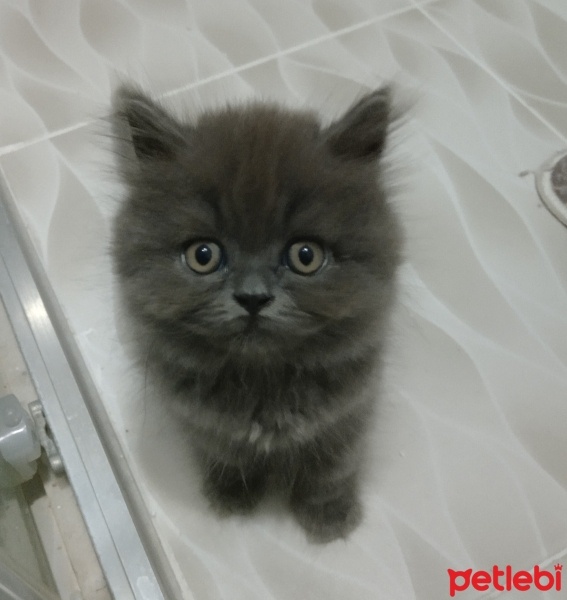 British Longhair, Kedi  Pamuk fotoğrafı