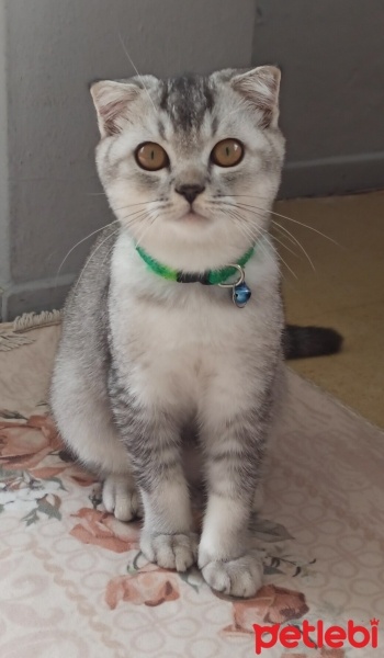Scottish Fold, Kedi  Ponçik fotoğrafı
