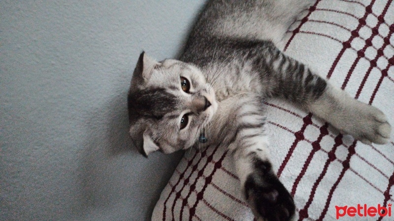 Scottish Fold, Kedi  Ponçik fotoğrafı
