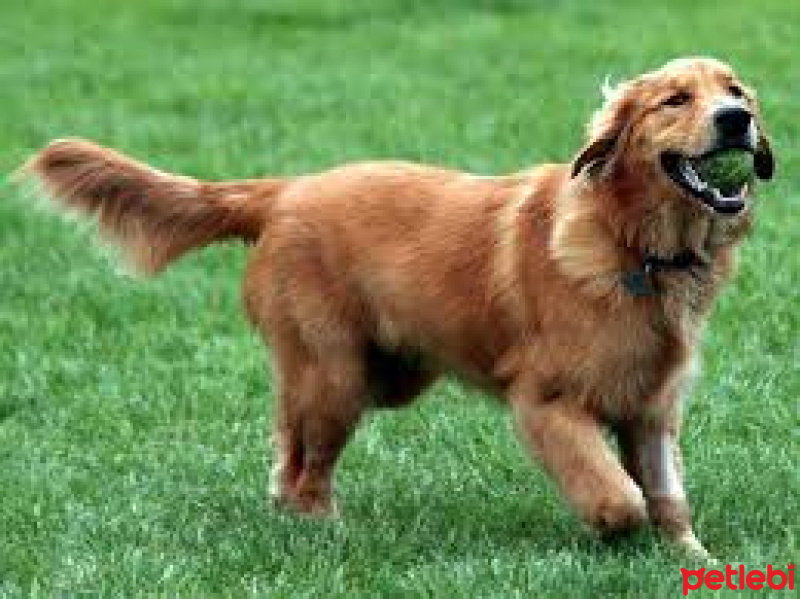Golden Retriever, Köpek  mars fotoğrafı