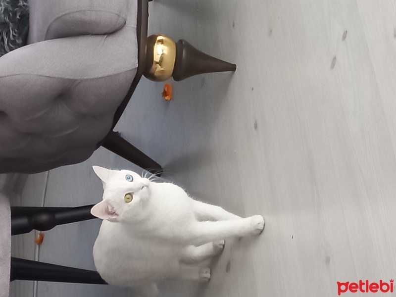 Van Kedisi, Kedi  Pamuk fotoğrafı