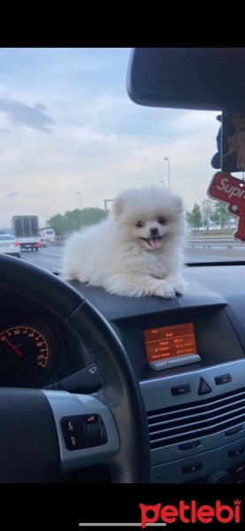 Pomeranyalı, Köpek  POMERANİAN BOO fotoğrafı