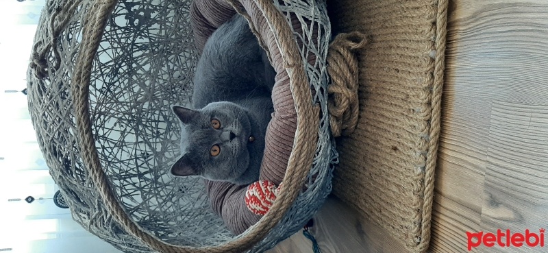 British Shorthair, Kedi  Duman fotoğrafı