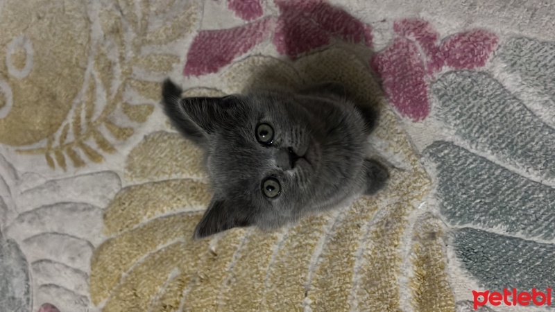 British Shorthair, Kedi  Luna fotoğrafı