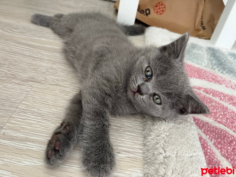 British Shorthair, Kedi  Luna fotoğrafı