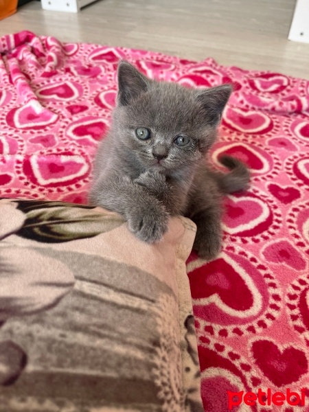 British Shorthair, Kedi  Luna fotoğrafı