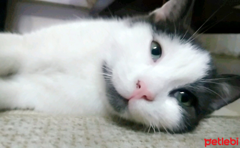 Tekir Kedi, Kedi  Oscar fotoğrafı