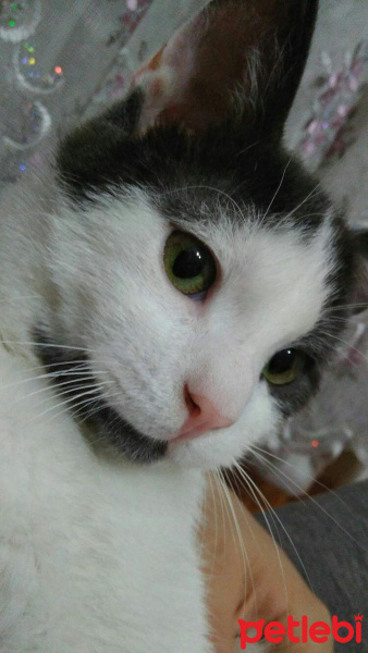 Tekir Kedi, Kedi  Oscar fotoğrafı