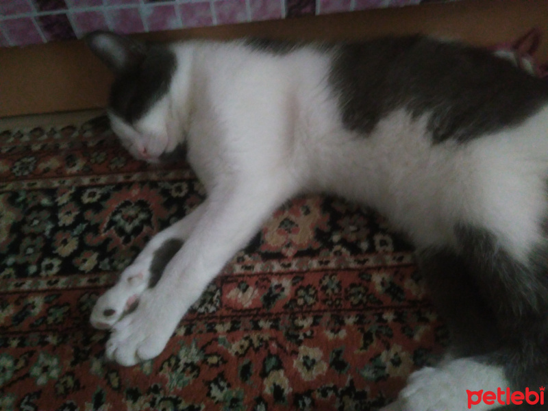 Tekir Kedi, Kedi  Oscar fotoğrafı