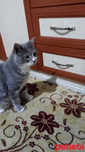 British Shorthair, Kedi  Minnoş fotoğrafı