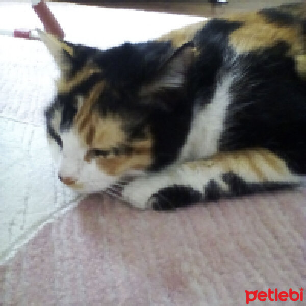 American Wirehair, Kedi  Nutella fotoğrafı