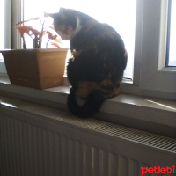 American Wirehair, Kedi  Nutella fotoğrafı