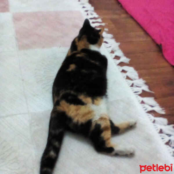 American Wirehair, Kedi  Nutella fotoğrafı