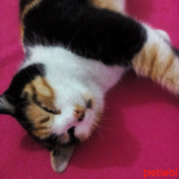 American Wirehair, Kedi  Nutella fotoğrafı