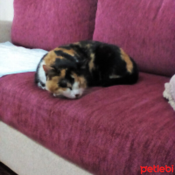 American Wirehair, Kedi  Nutella fotoğrafı