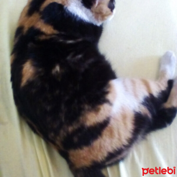 American Wirehair, Kedi  Nutella fotoğrafı