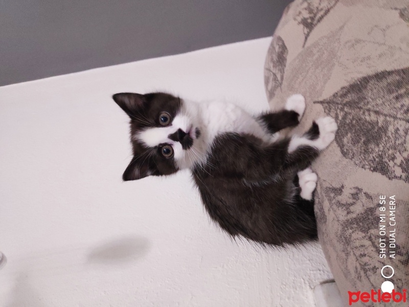 Tekir Kedi, Kedi  Nazlı fotoğrafı