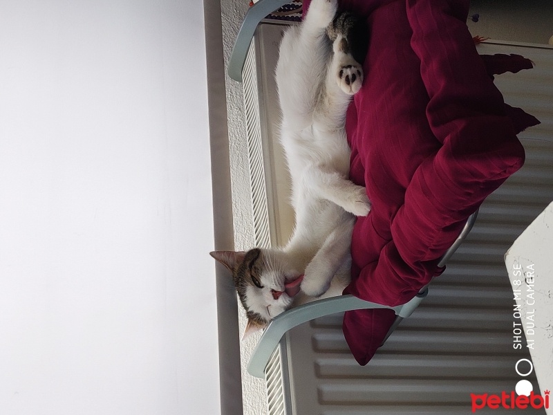 Tekir Kedi, Kedi  Nazlı fotoğrafı