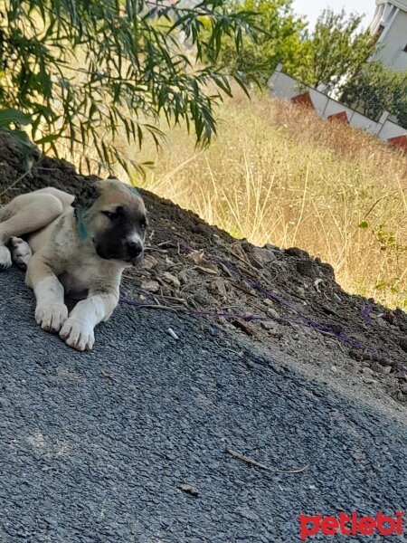 Kangal, Köpek  Yaman fotoğrafı