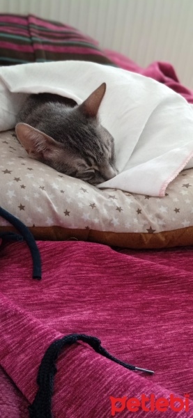 British Shorthair, Kedi  Luna fotoğrafı