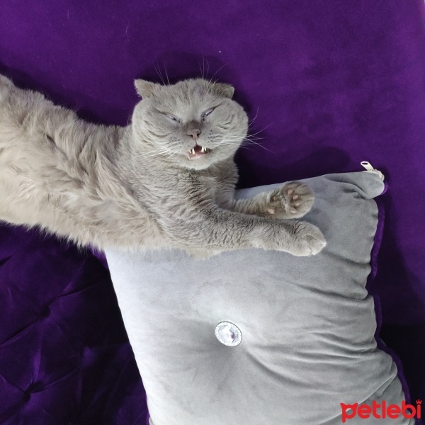 British Longhair, Kedi  Duman fotoğrafı
