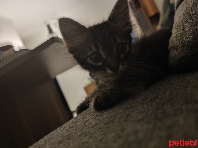 Tekir Kedi, Kedi  Dobby fotoğrafı