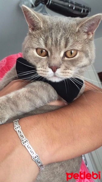 Scottish Fold, Kedi  Sushi fotoğrafı