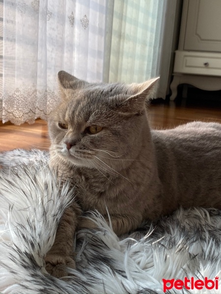 Scottish Fold, Kedi  Sushi fotoğrafı