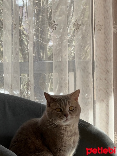 Scottish Fold, Kedi  Sushi fotoğrafı