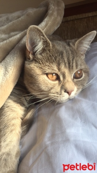 Scottish Fold, Kedi  Sushi fotoğrafı