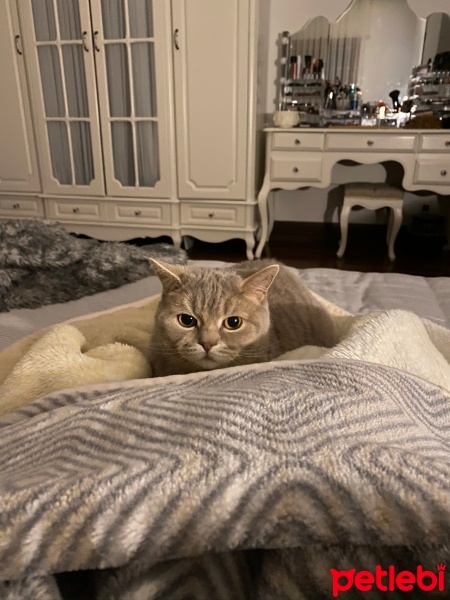 Scottish Fold, Kedi  Sushi fotoğrafı
