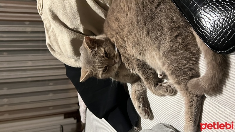 Scottish Fold, Kedi  Sushi fotoğrafı