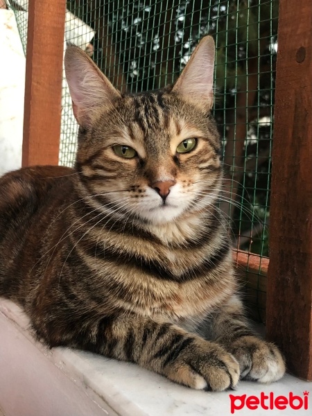 Tekir Kedi, Kedi  İncir fotoğrafı