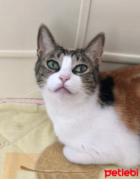 Tekir Kedi, Kedi  Çilek fotoğrafı
