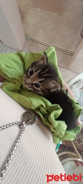 Tekir Kedi, Kedi  Şeker fotoğrafı